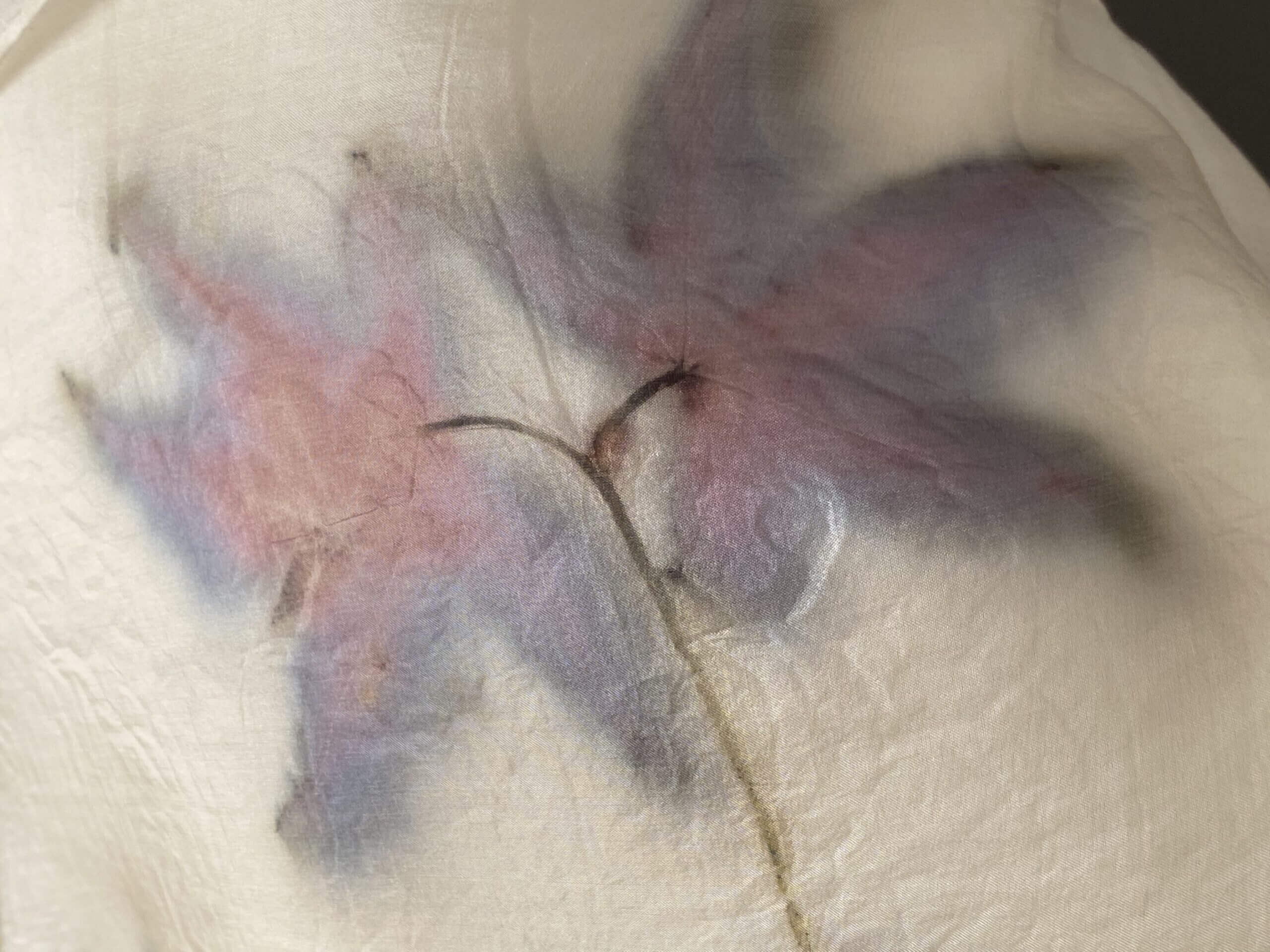 Color explosions met de Japanse esdoorn