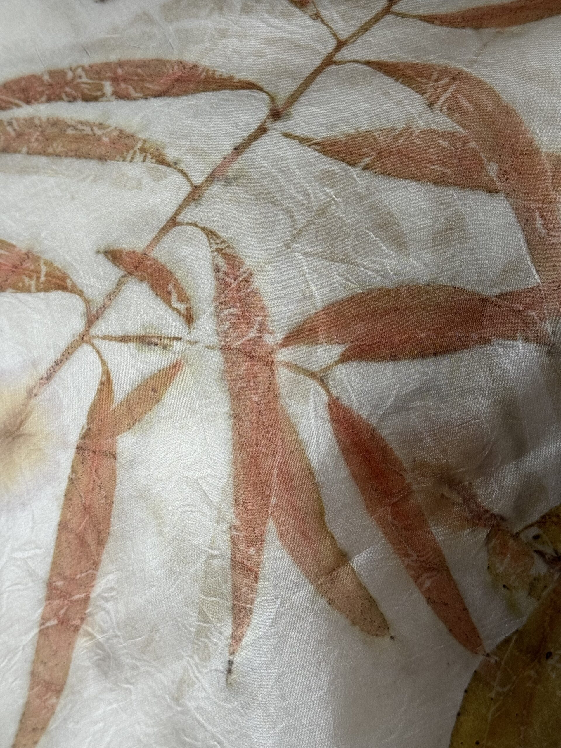 Fifteen shades of Eucalyptus